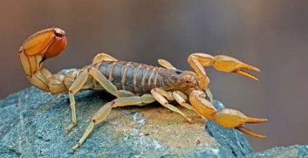 ریشه کنی عقرب از باغات/ایران سم