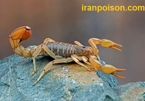 ریشه کنی عقرب از باغات/ایران سم