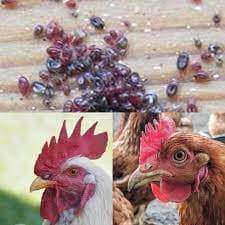 ریشه کنی کنه مرغی/ایران سم