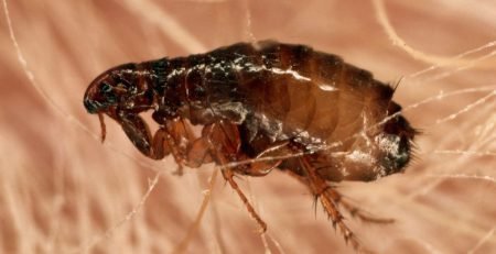 سم کلین اپ بهترین موثرترین سم برای نابودی کک ها