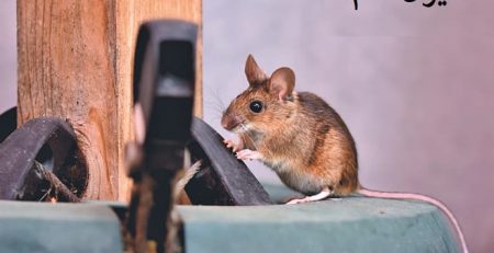 سم موش کش /ایران سم