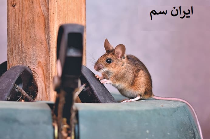 سم موش کش /ایران سم