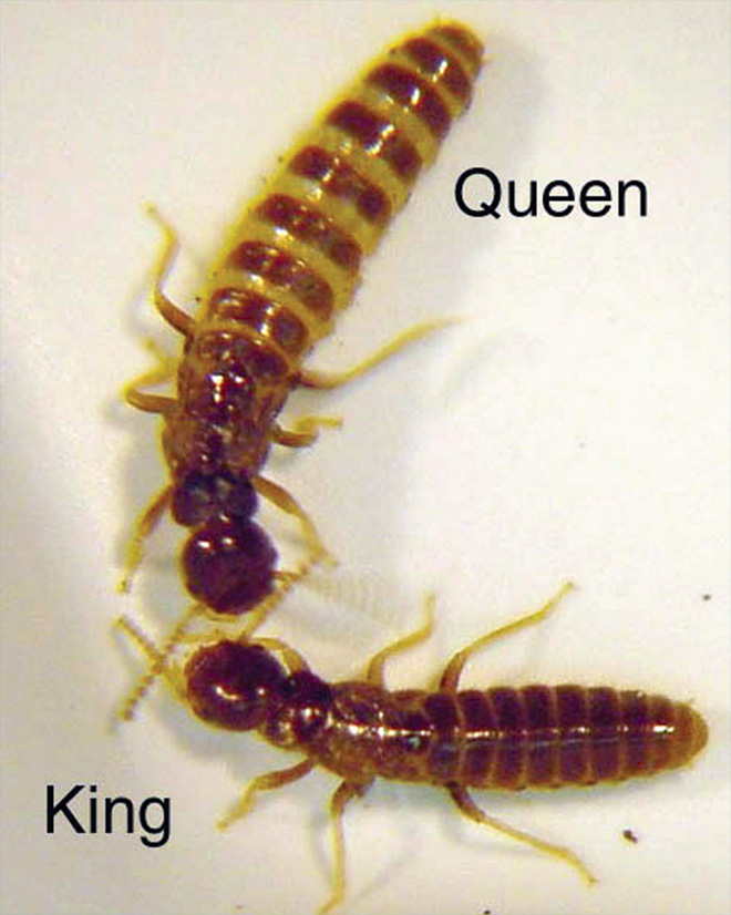 ملکه موریانه ها