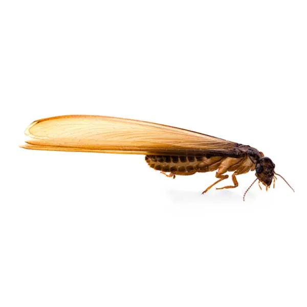 موریانه