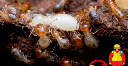 ریشه کنی موریانه با بهترین سموم