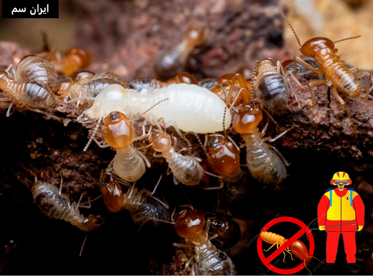 ریشه کنی موریانه با بهترین سموم