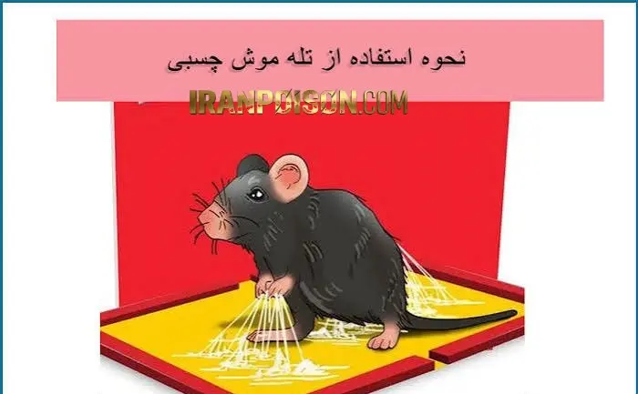 سب موش بولک قلو