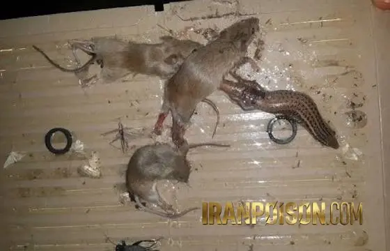 نحوه استفاده چسب بولک قلو