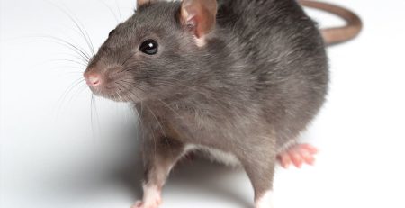 نمونه ای از موش سیاه