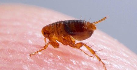 کک بر روی پوست