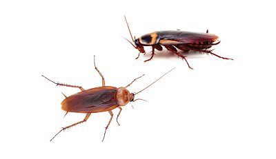 اجتماع سوسک ها کنار هم