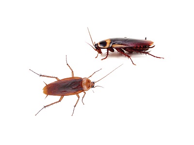 اجتماع سوسک ها کنار هم