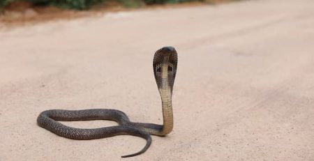 مار کبرا بر روی زمین