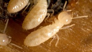 اجتماع موریانه ها