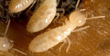 اجتماع موریانه ها