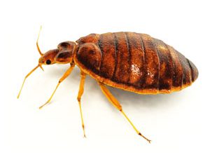 عکس ساس قهوه ای