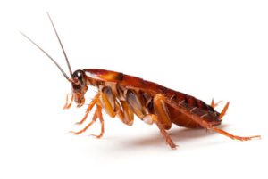 سوسک قهوه ای بزرگ