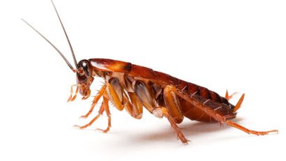 سوسک قهوه ای بزرگ