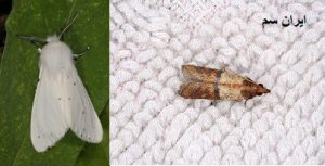 بید و پروانه