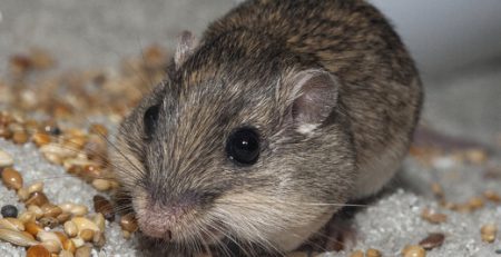 موش در حال خوردن