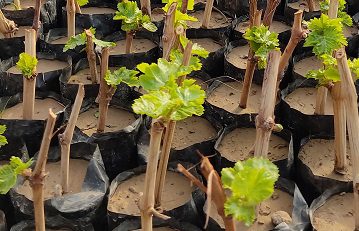 نهال انگور1