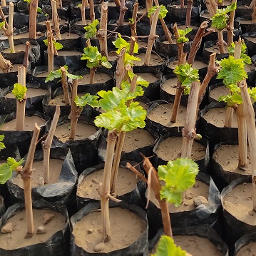 نهال انگور1