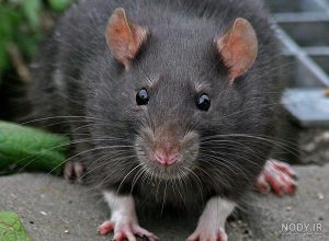 موش سیاه