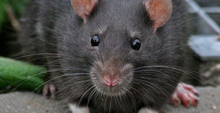 موش سیاه