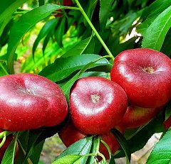 شلیل انجیری رسیده قرمزَ