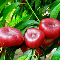 شلیل انجیری رسیده قرمزَ