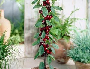 نهال گیلاس کوچک