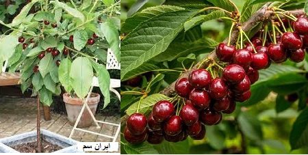 نهال آلبالو