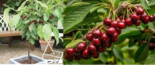 نهال آلبالو