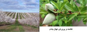 کاشت و پرورش نهال بادام
