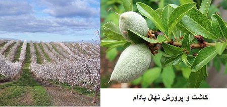 کاشت و پرورش نهال بادام