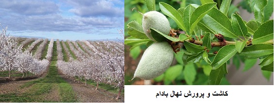 کاشت و پرورش نهال بادام