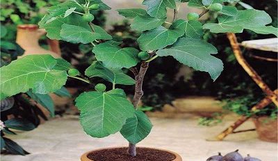 نهال انجیر همراه با میوه انجیر