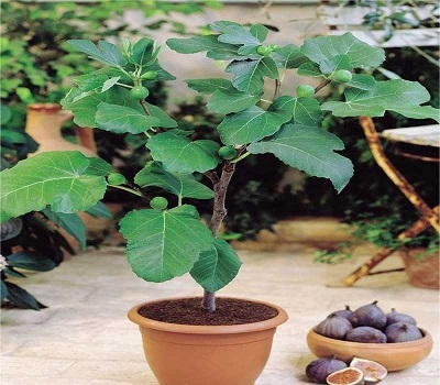 نهال انجیر همراه با میوه انجیر