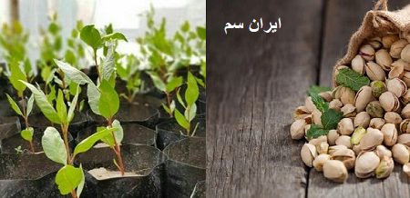 کاشت نهال پسته