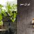 کاشت نهال پسته