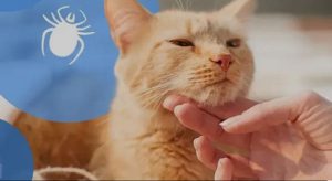 کنه در روی سگ و گربه