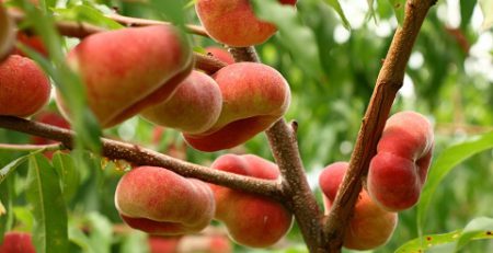 درخت هلوانجیری