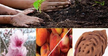 خاک مناسب درخت هلو