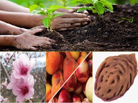 خاک مناسب درخت هلو