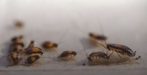 اجتماع سوسک