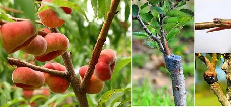 پیوند هلوانجیری