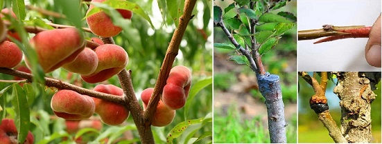 پیوند هلوانجیری