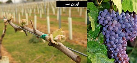 پیوند درخت انگور