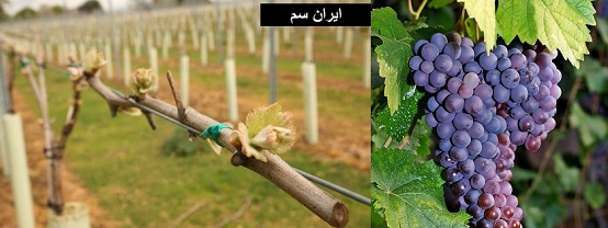 پیوند درخت انگور