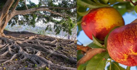 خاک مناسب شلیل